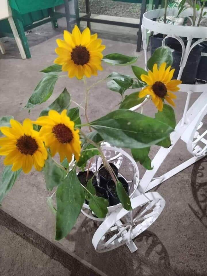 Saturday Habit time at the Negros Farmers Weekend Market! Sunflowers and Hot Pepper in pots, freshly harvested basil leaves, green chili peppers